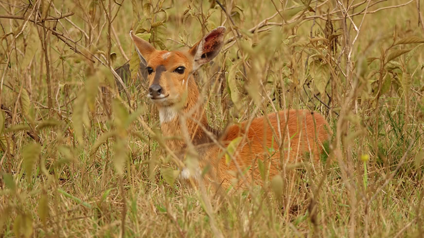baby antelope