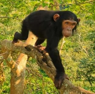 chimpanzee treeking