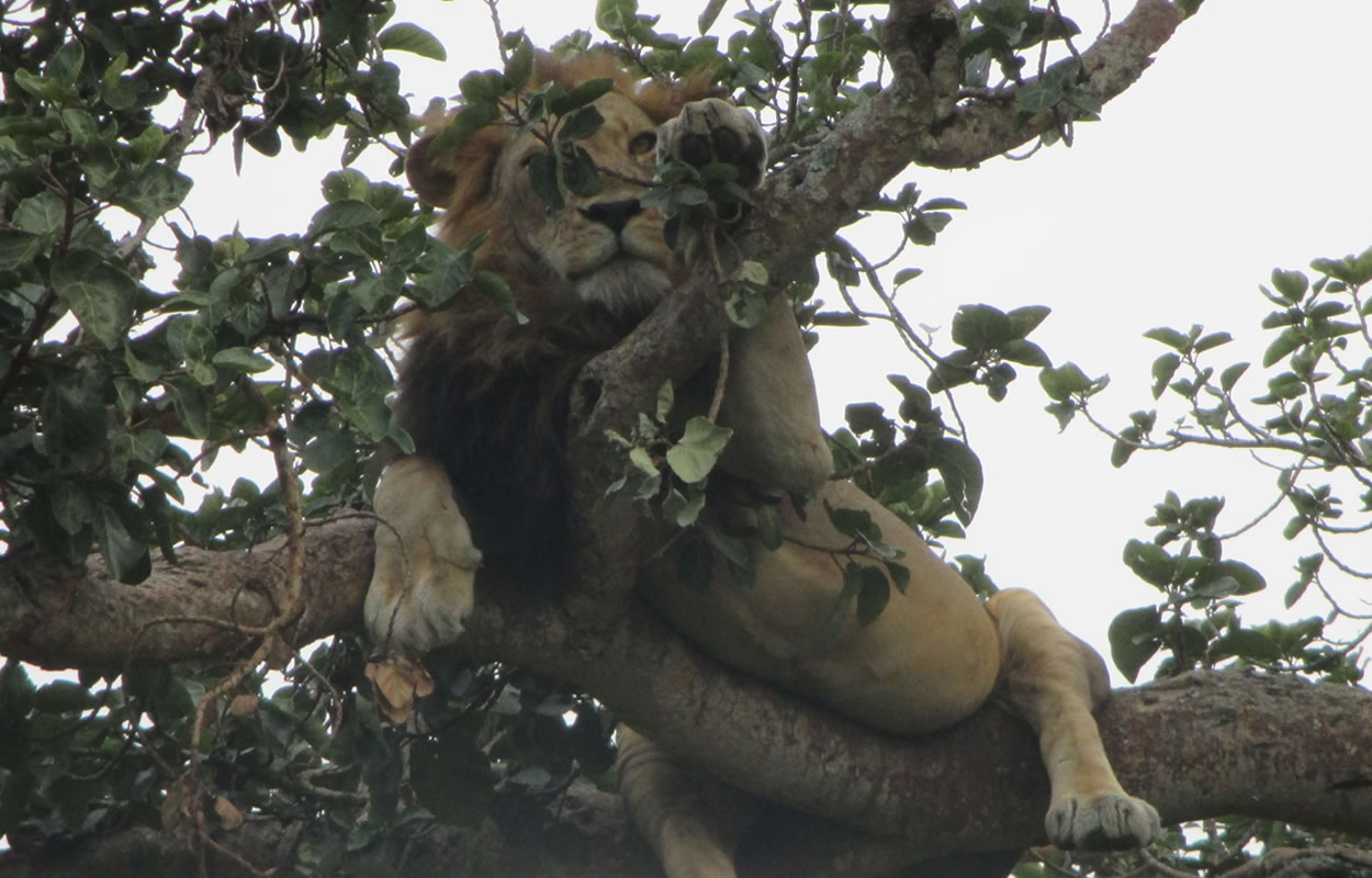 climbing_tree_lions