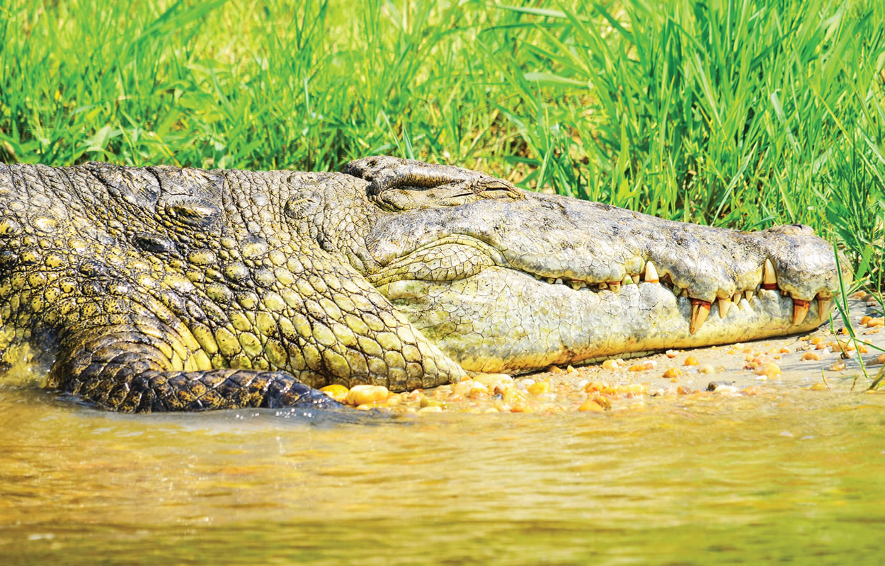 crocodile