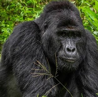 gorilla trekking 1