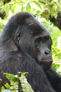 mgahinga gorillas