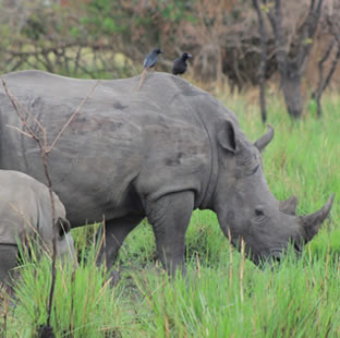 rhino tracking