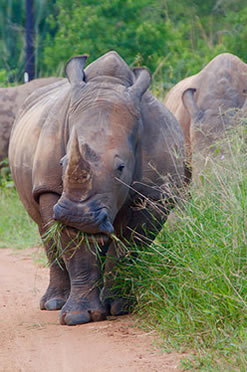 rhinos