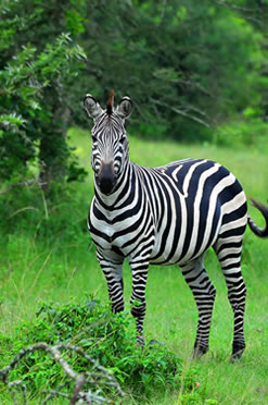 zebra_kidepo_2025