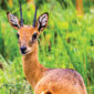 antelope in uganda 85x85
