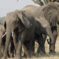 the giants of uganda 85x85