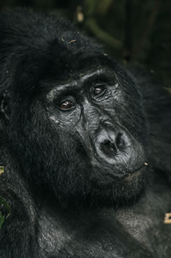 bwindi impenetrable