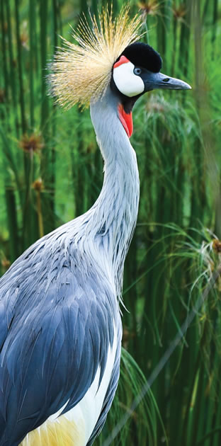 crestedcrane
