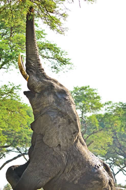 elephants