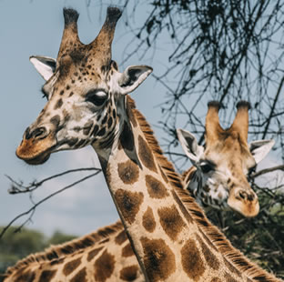 game drive girraffe