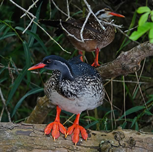 nature walk birds