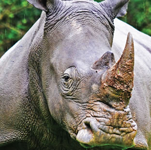 rhino uganda
