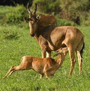 uganda kob sucking